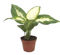 Dieffenbachia camille