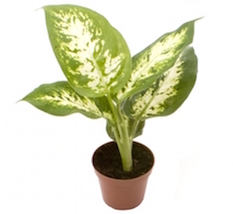 Dieffenbachia maculata