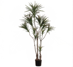 Dracaena marginata