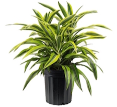 Dracaena deremensis