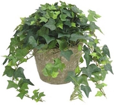 Hedera helix