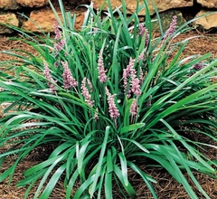 Liriope spicata