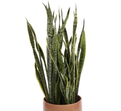 Sansevieria laurentii