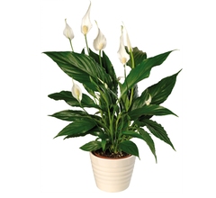 spathiphyllum mauna Loa